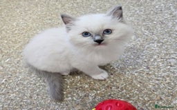 Ragdoll cats for sale: Calm & Lovin Rag dolls super sweet - Image 3