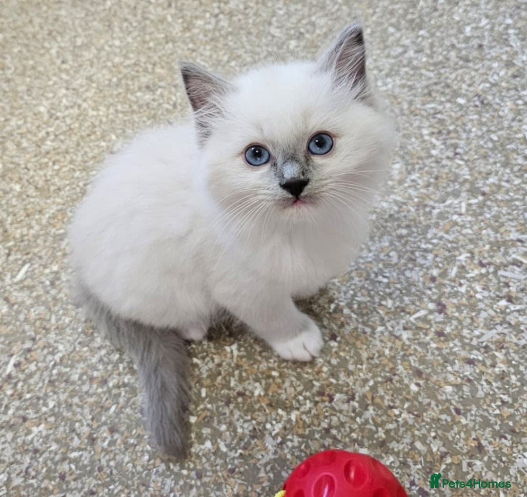 Ragdoll cats for sale: Calm & Lovin Rag dolls super sweet - Image 3