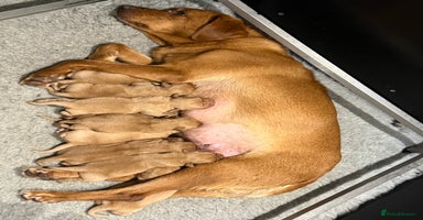 Labrador Retriever dogs - Advert 11