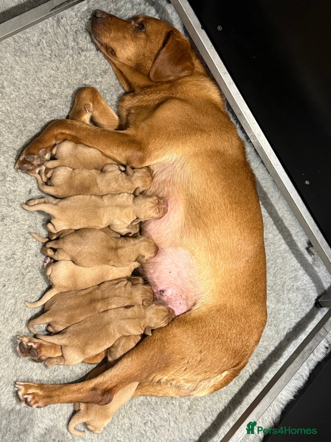 Labrador Retriever dogs for sale: Beautiful fox red puppies  - Advert 3