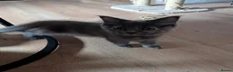 Mixed Breed cats for sale: Gorgeous Ragcoons Kittens Ready Now  - Advert 4