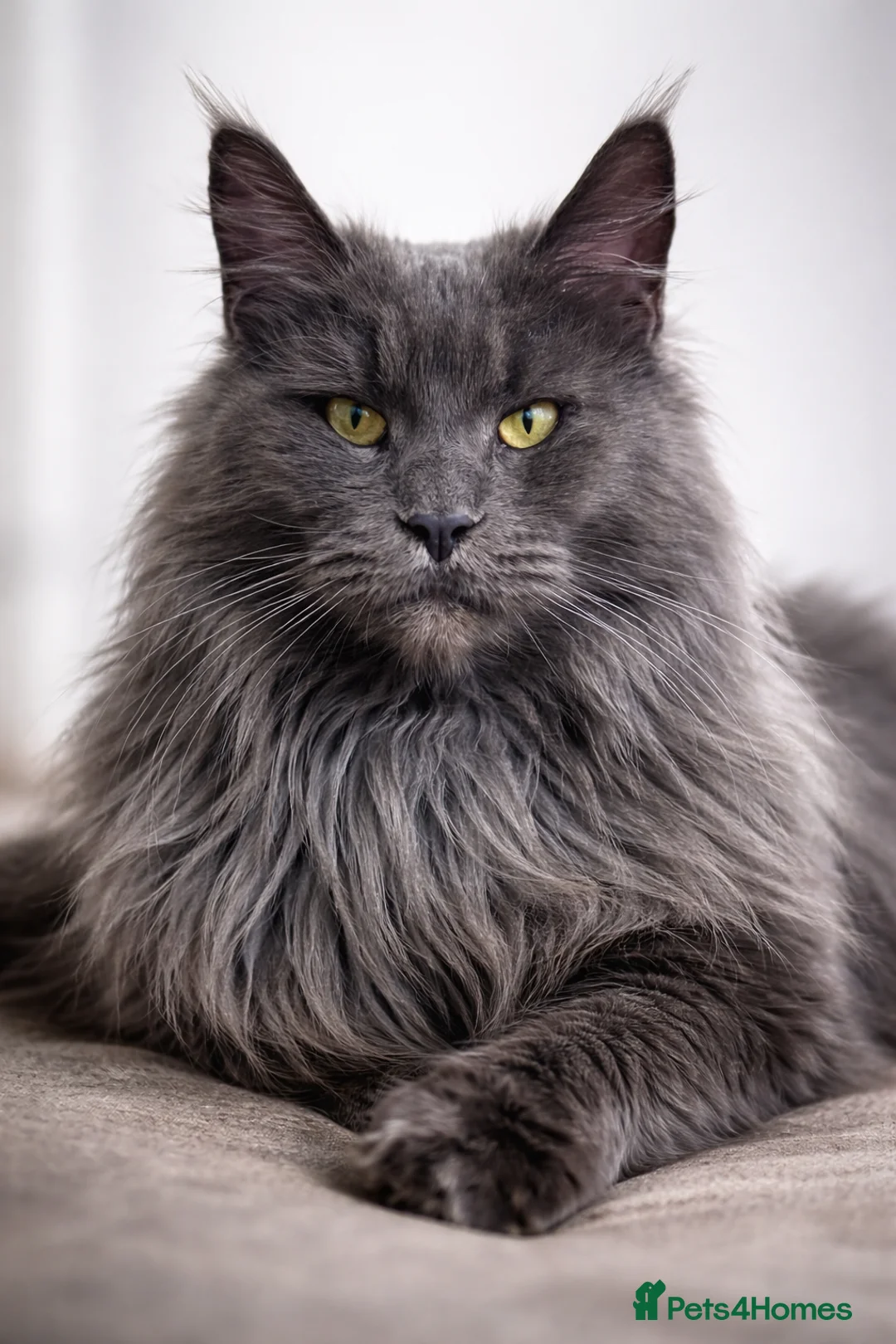 Maine Coon cats for sale: Magnificent XXL Maine Coon kittens  - Advert 2