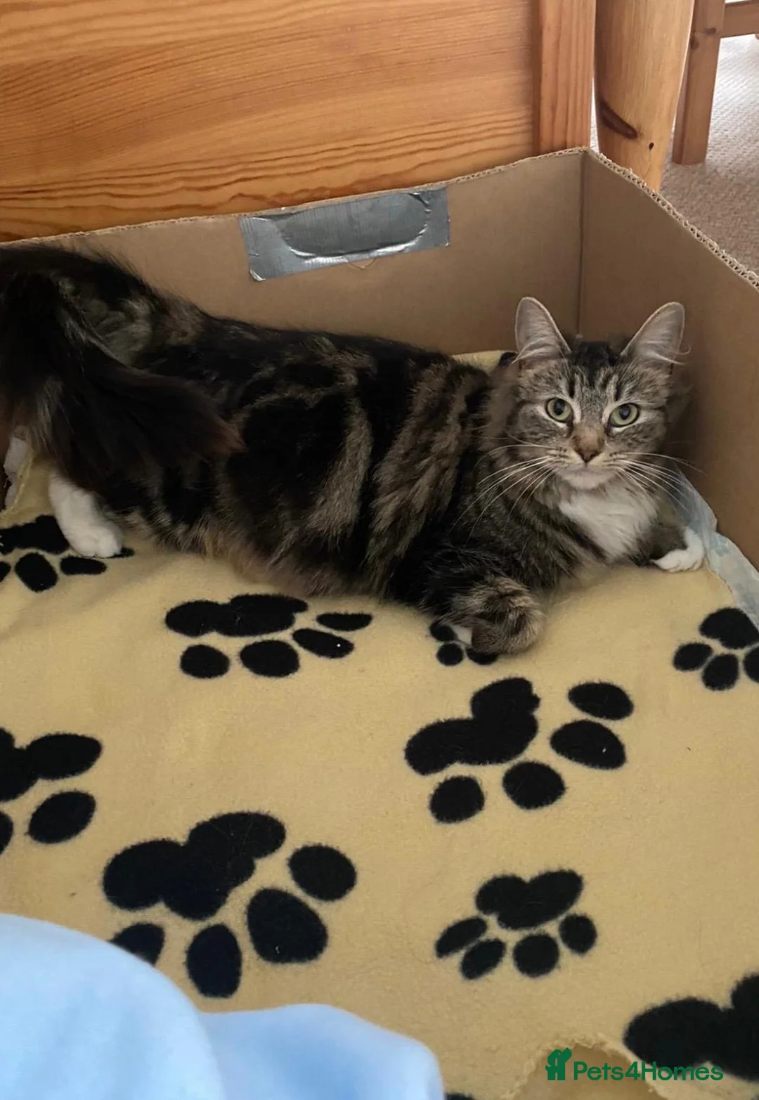 Mixed Breed cats for sale: Maine Coon Cross Kittens  - Advert 20