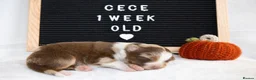 Australian Shepherd dogs for sale: KC registered Australian shepherd  - Advert 3