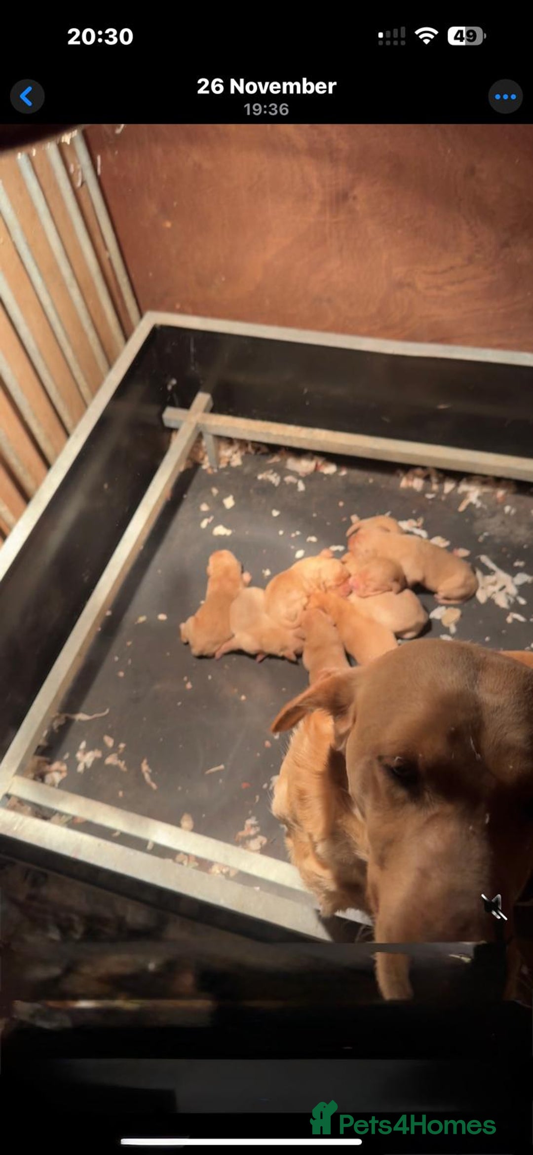 Labrador Retriever dogs for sale: Beautiful kc Labrador puppies - Advert 4