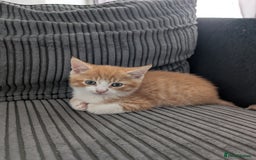 Mixed Breed cats for sale: Re advertising kittens  - Image 4
