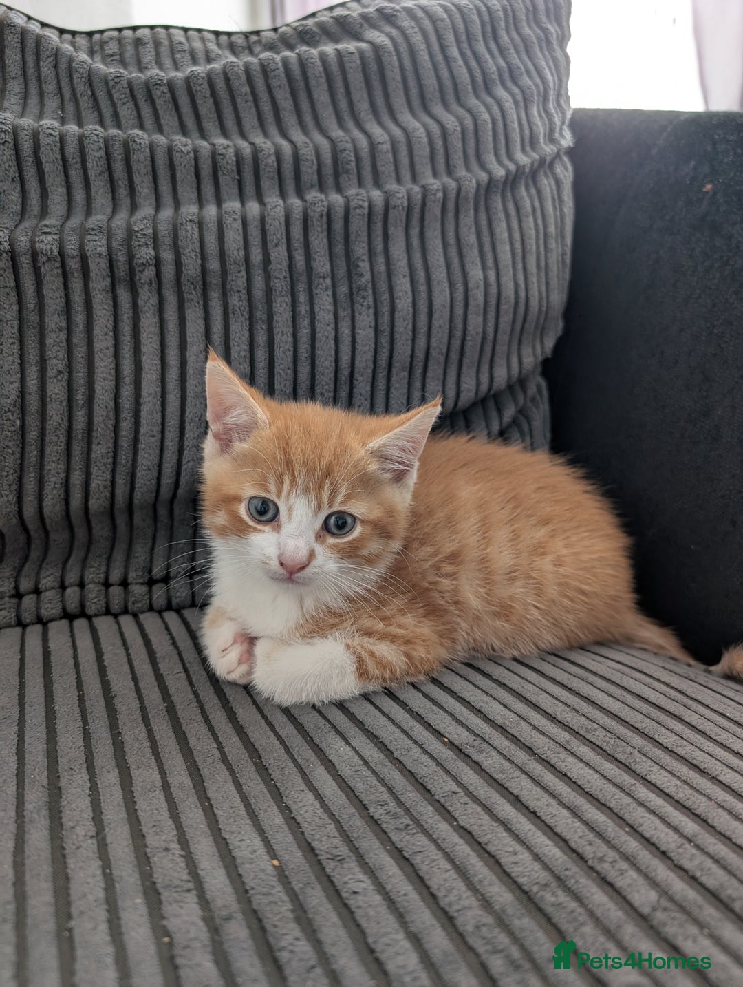 Mixed Breed cats for sale: Re advertising kittens  - Image 4