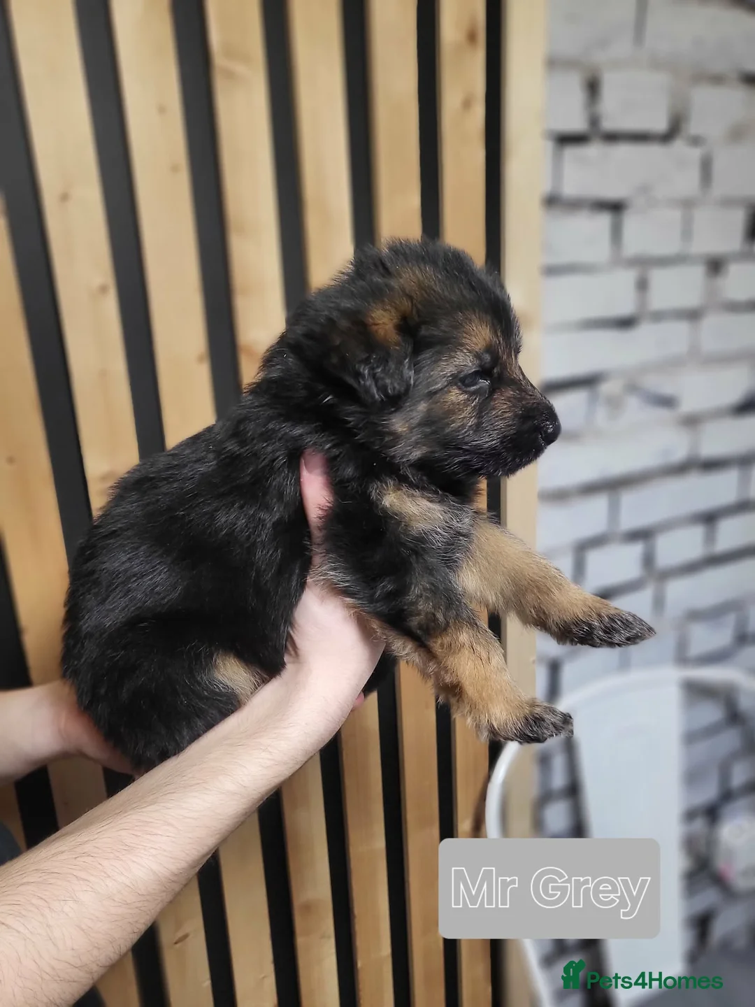 German Shepherd dogs for sale: German Shepherd/Alsatian puppies - Advert 12