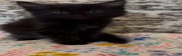 Mixed Breed cats for adoption: Fluffy black male rescue kitten needs a home - Advert 1
