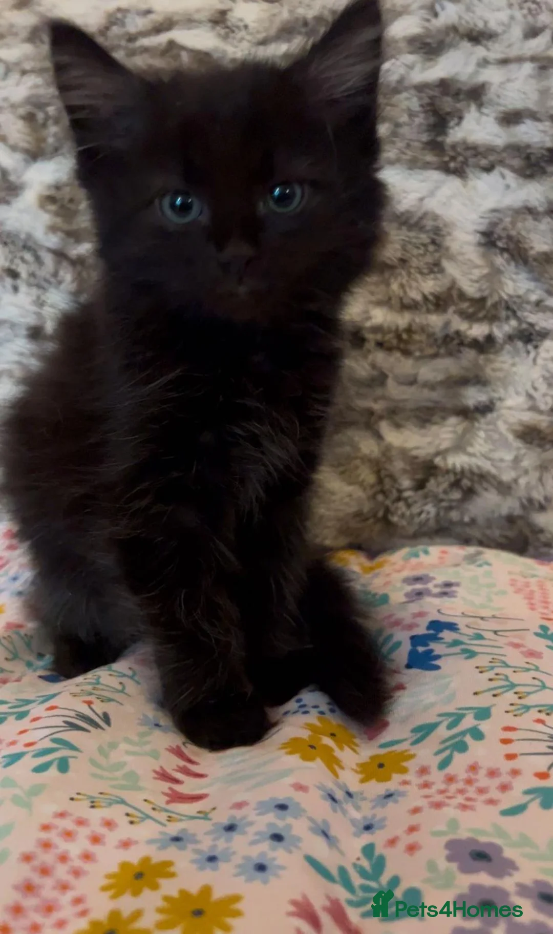 Mixed Breed cats for adoption: Fluffy black male rescue kitten needs a home - Advert 1