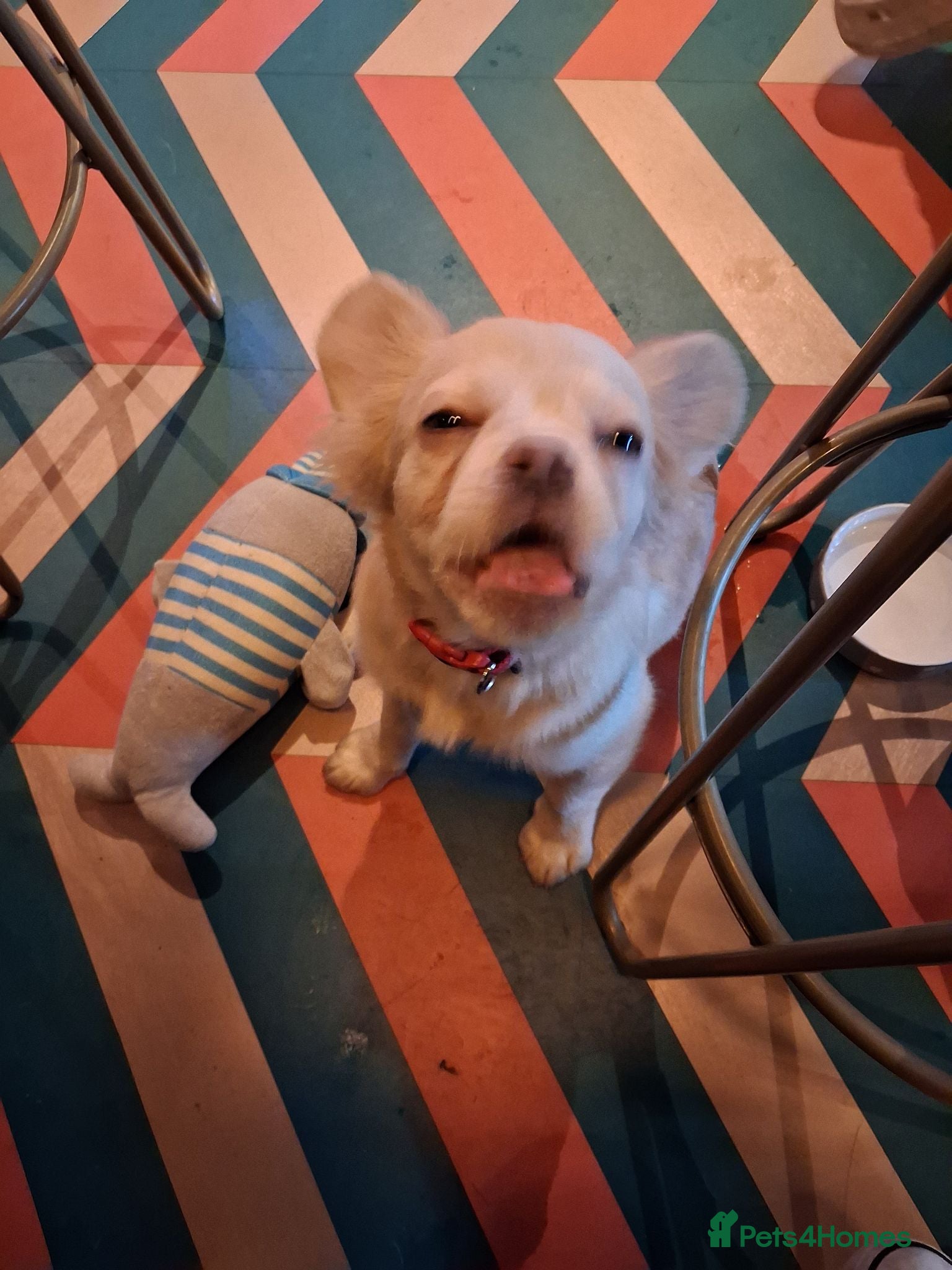 French Bulldog dogs Betty The Fluffy Frenchie  - Advert 1
