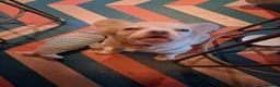 French Bulldog dogs for sale: Betty The Fluffy Frenchie  - Advert 1
