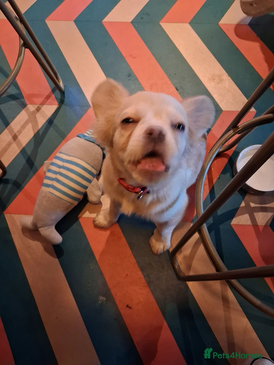 French Bulldog dogs for sale: Betty The Fluffy Frenchie  - Advert 1