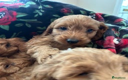 Cockapoo dogs for sale: 💖 Beautiful Red Cockapoo Puppies – Ready Now  - Image 5