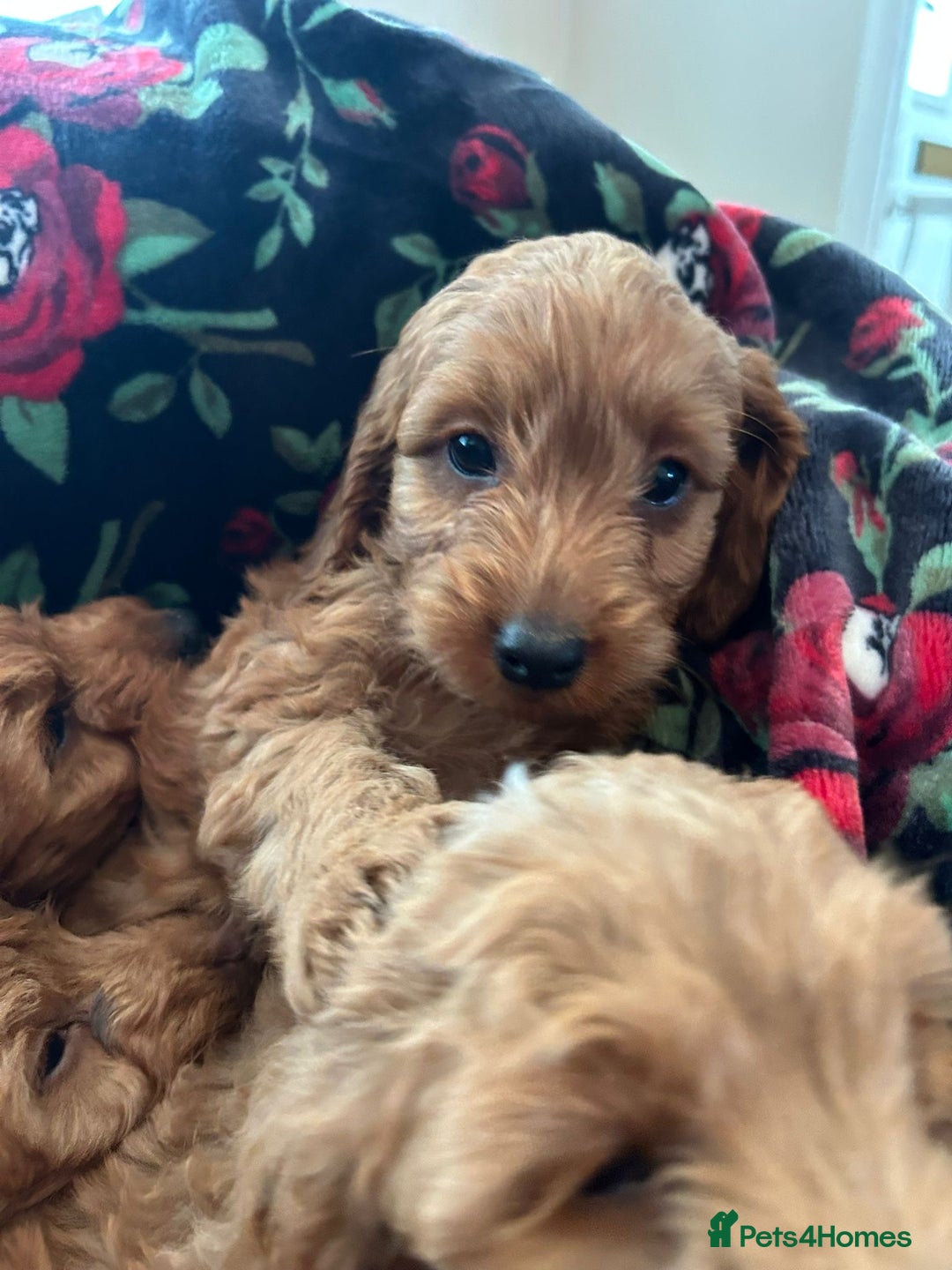 Cockapoo dogs for sale: 💖 Beautiful Red Cockapoo Puppies – Ready Now  - Image 5