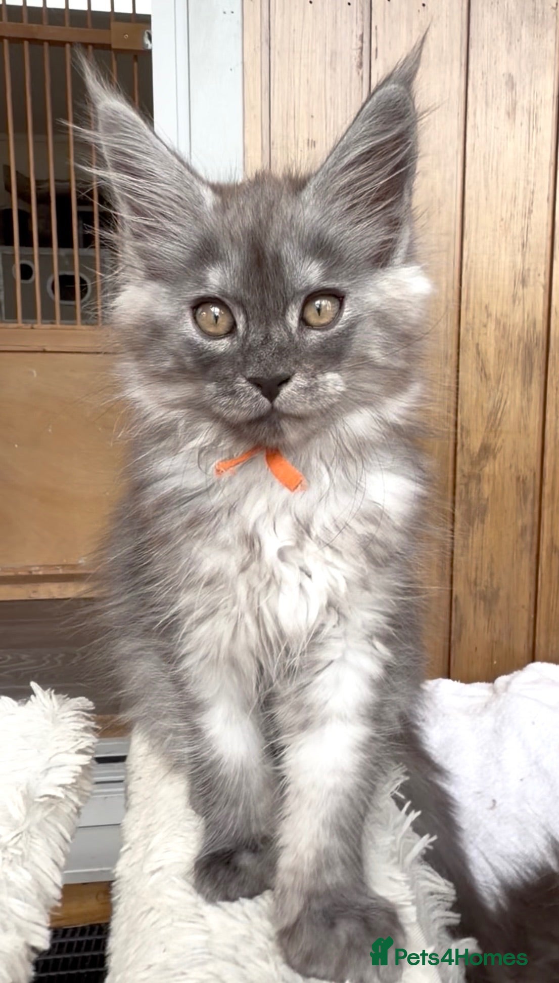 Maine Coon cats GCCF reg High smoke Maine coon kittens/shaded line - Advert 1
