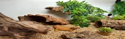 Bearded Dragon reptiles for sale: bearded dragons - Advert 6
