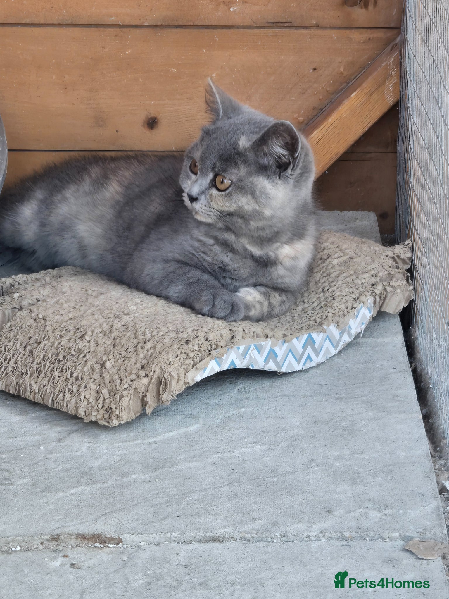 British Shorthair cats for sale: ❤️REDUCED TICA REG❤️ - Advert 12