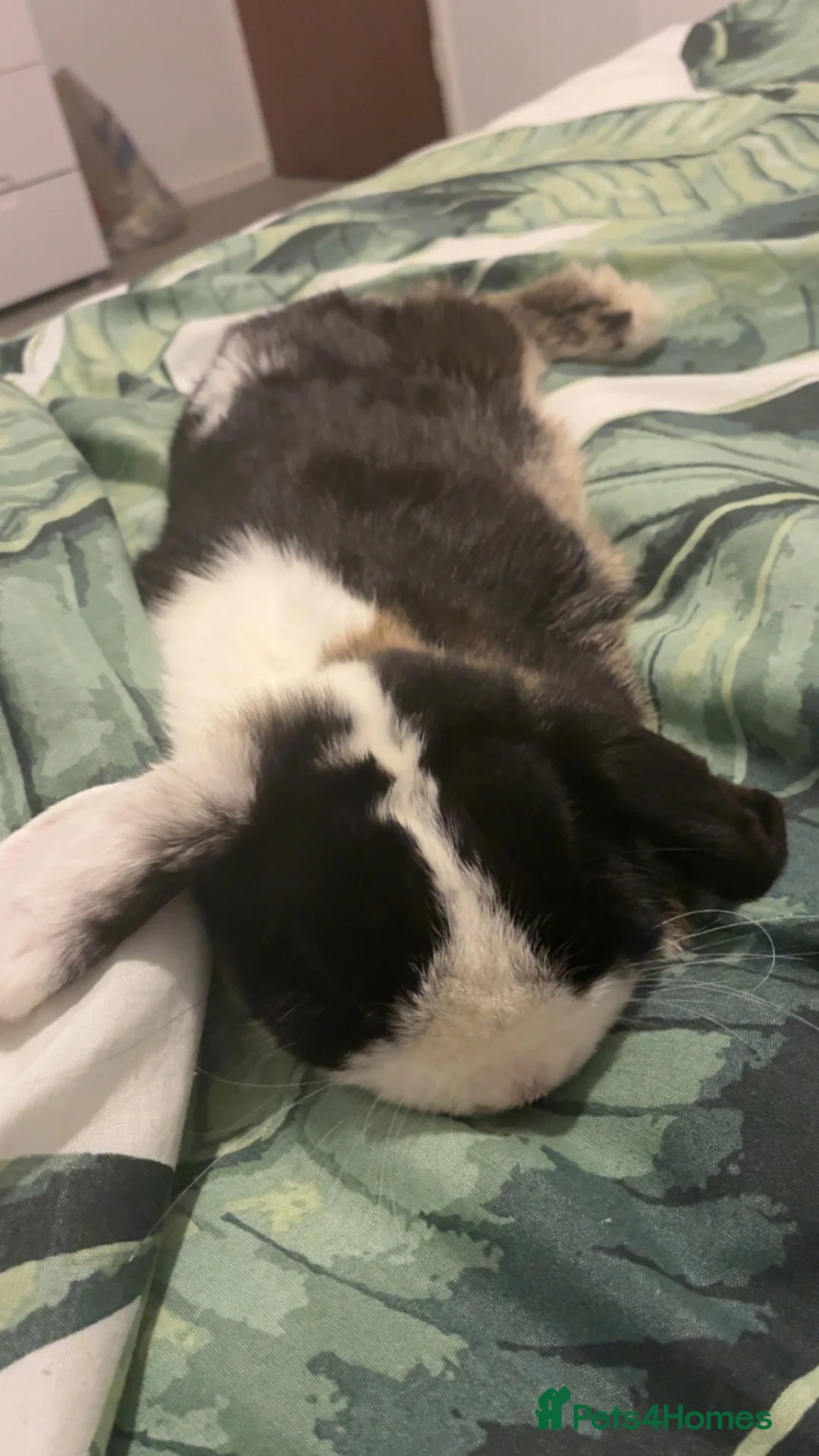 Mini Lop rabbits for sale: Male mini lop - Advert 2