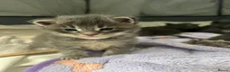 Maine Coon cats for sale: Stunning TICA Russian Maine Coon 1 left! - Advert 17