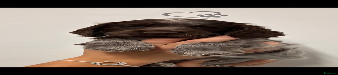 Cocker Spaniel Puppy 5