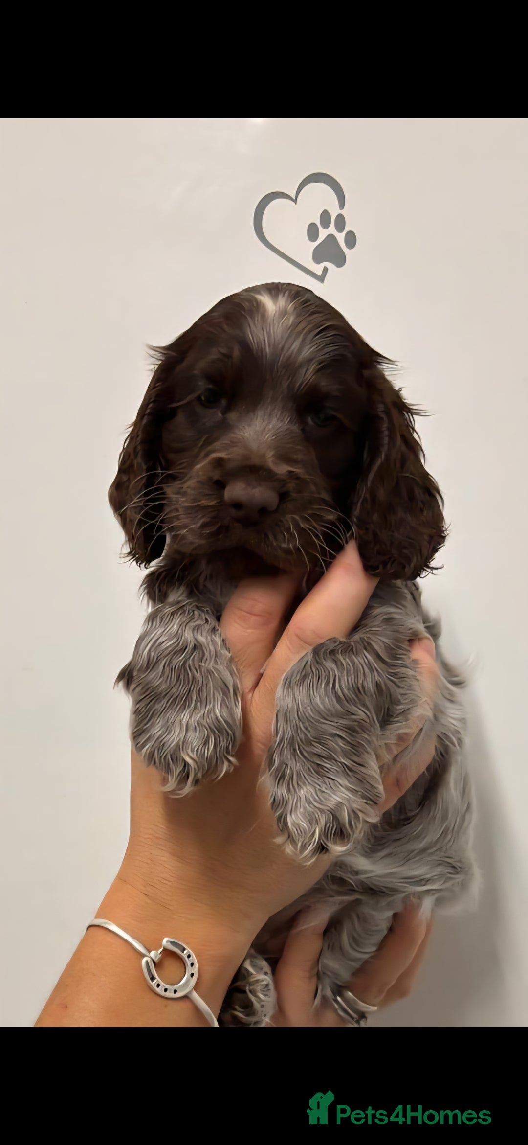 Cocker Spaniel dogs for sale: Show type cocker spaniel puppies  - Image 6