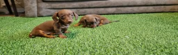 Miniature Dachshund dogs for sale: MINIATURE DACHSHUNDS PUPPIES  - Advert 7