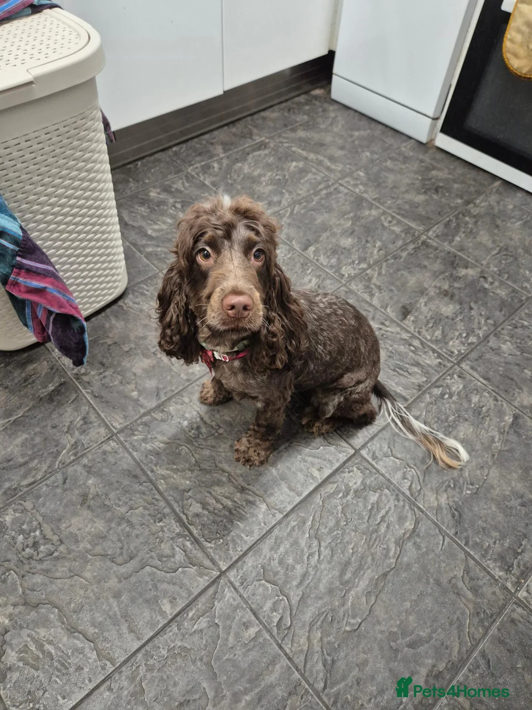Cocker Spaniel dogs for sale: Belle – Show Cocker Spaniel   - Advert 2