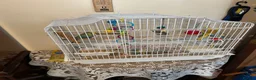 Budgerigars birds for sale: Bird for rehoming in Havant - Advert 4