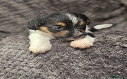 Yorkshire Terrier dogs for sale: Yorkshire terriers - Image 4