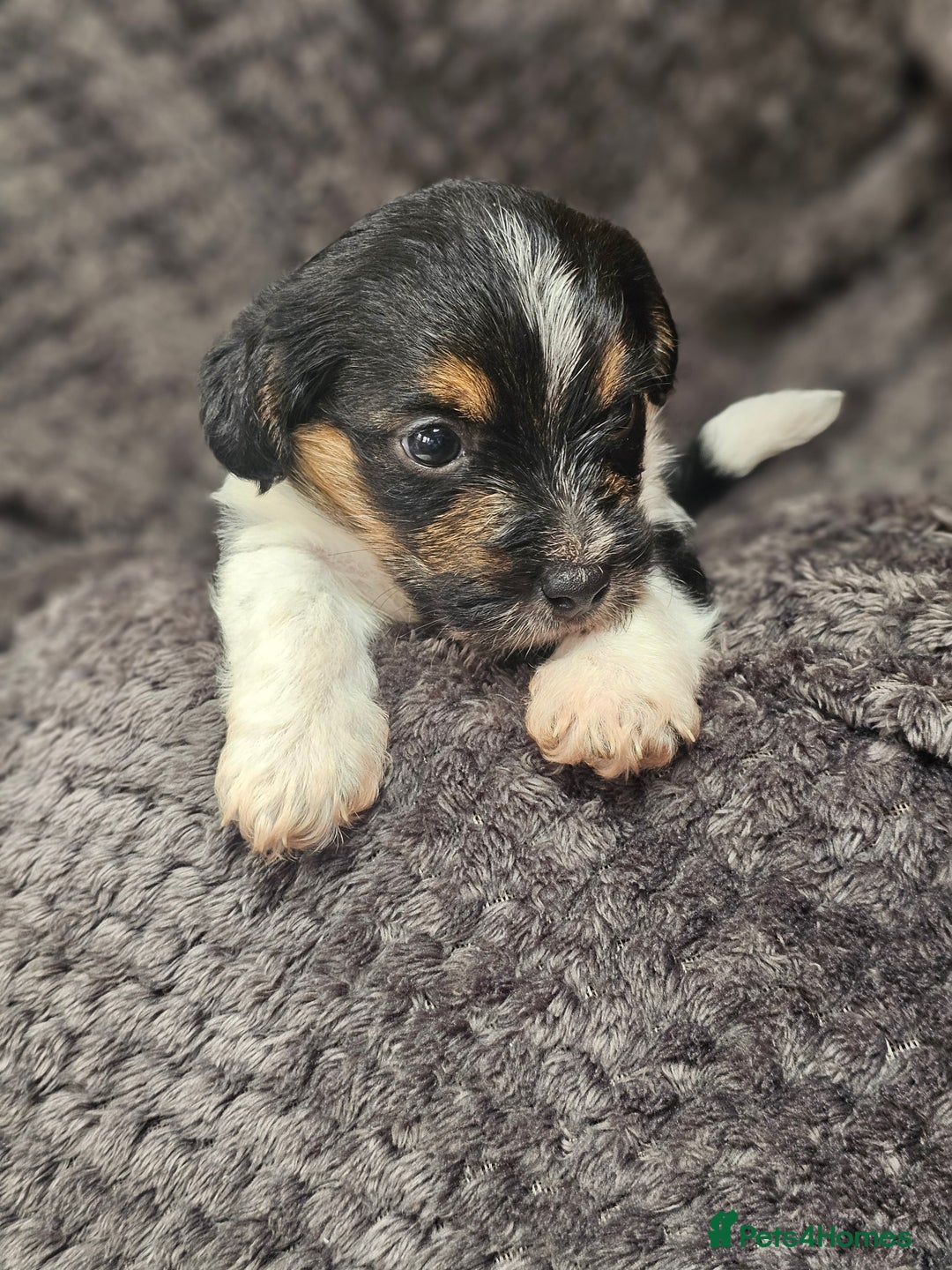 Yorkshire Terrier dogs for sale: Yorkshire terriers - Image 4