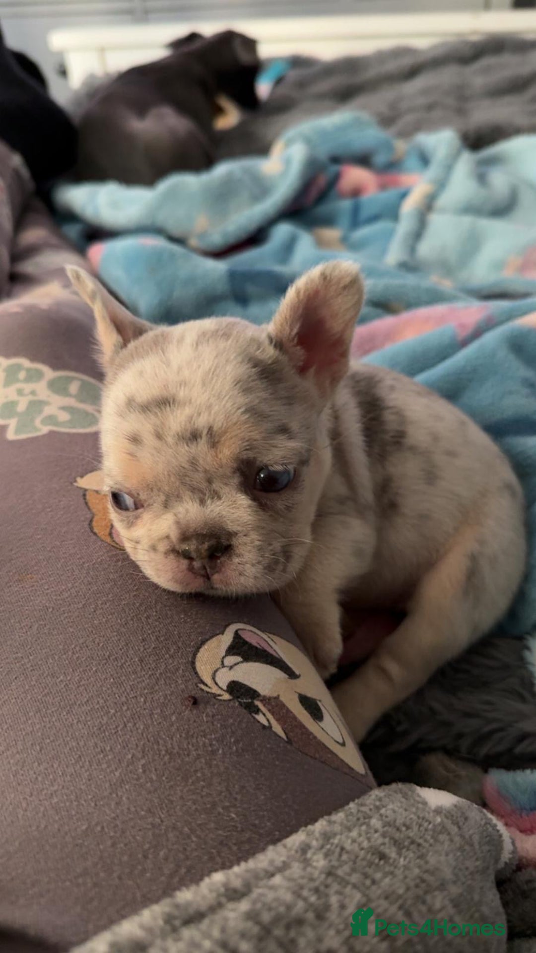 French Bulldog dogs for sale: Fluffy Carrier Girl - Advert 11