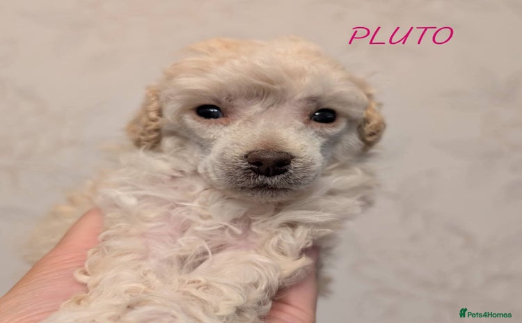 Miniature Poodle dogs - Advert 10