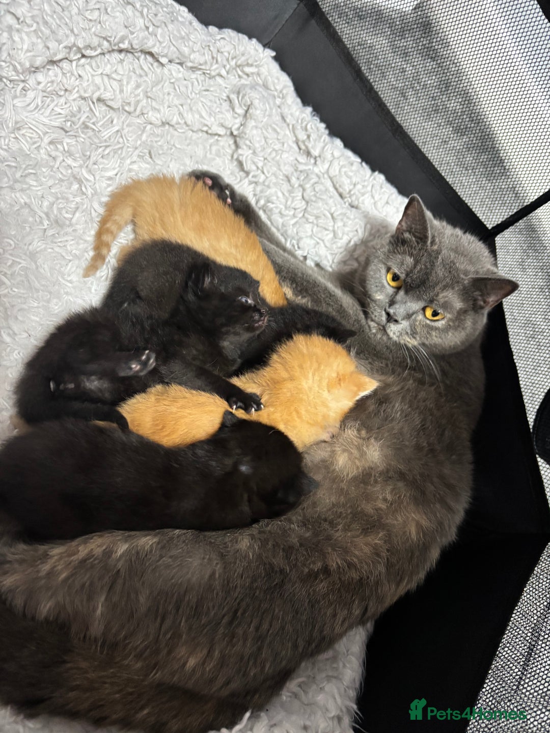 Mixed Breed cats for sale: British shorthair x kittens ready to leave mum!  - Image 11