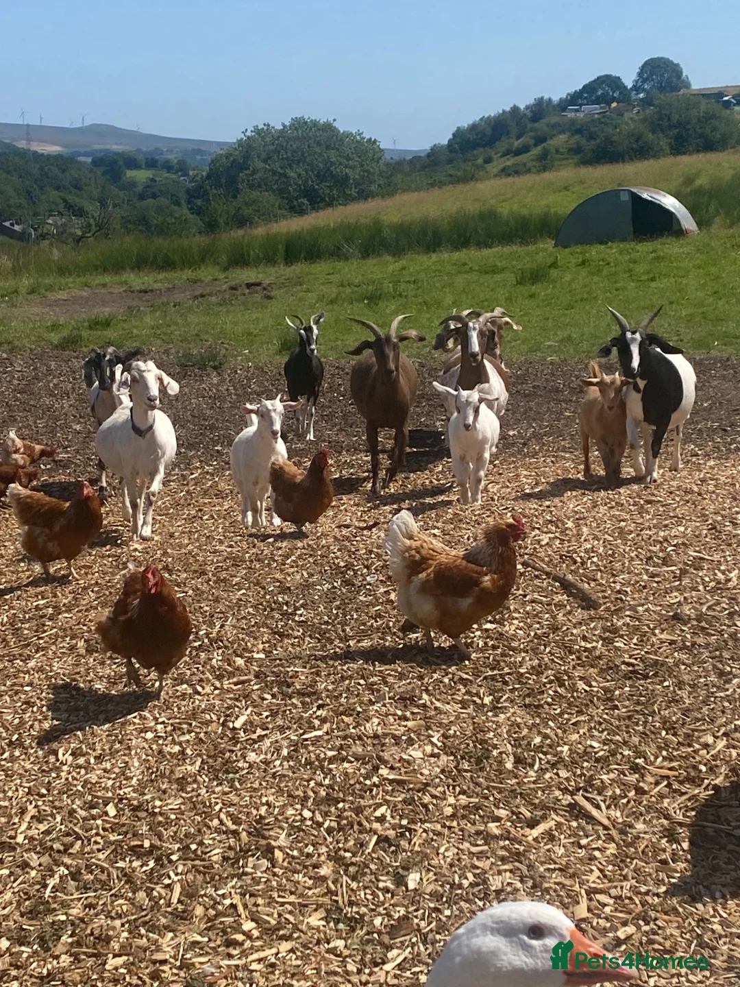 Goats livestock for sale: Goats for sale  in Bolton - Advert 1