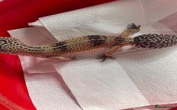 Gecko reptiles for sale: Leo gecko for sale with tank - Image 3