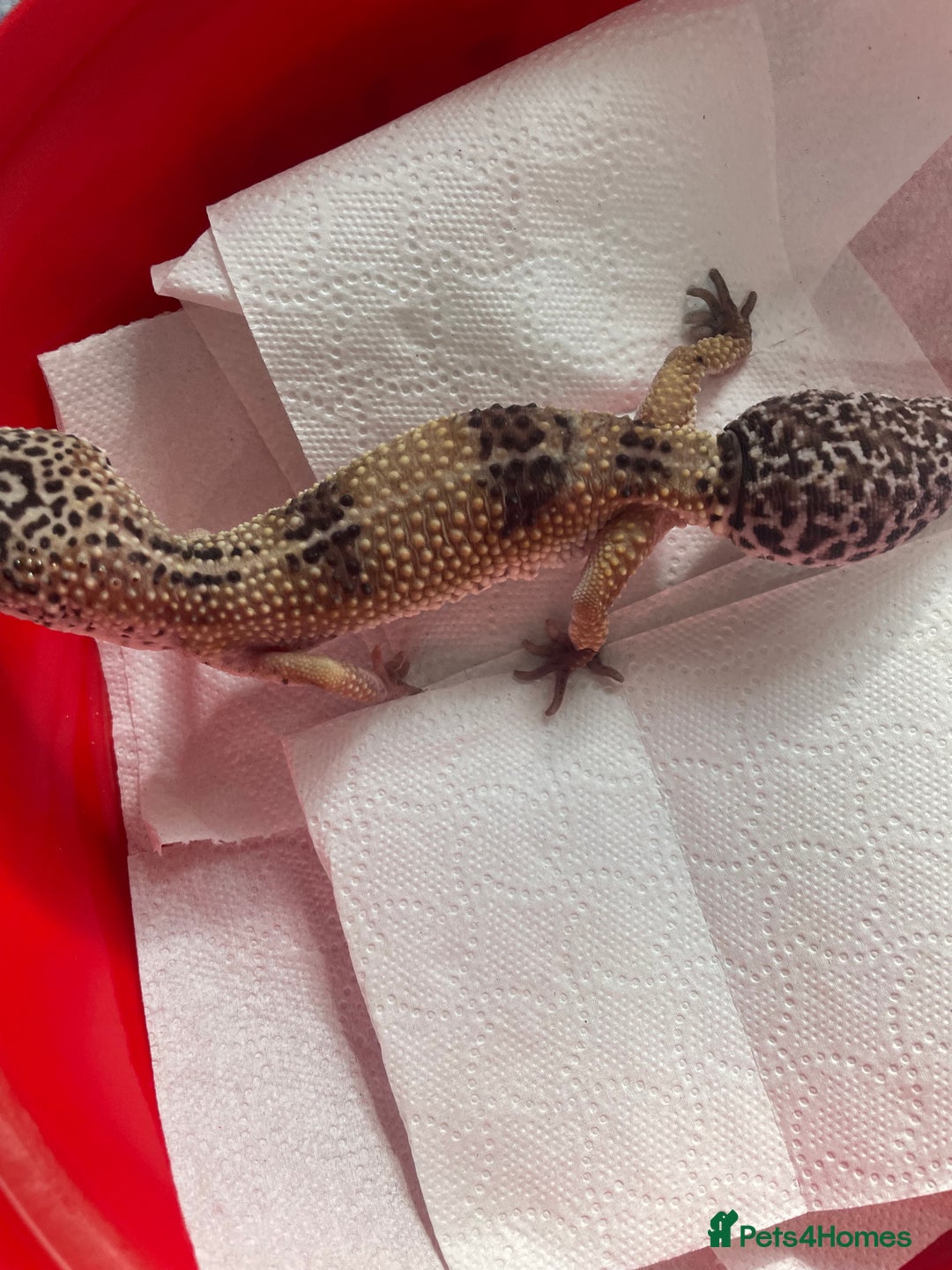 Gecko reptiles for sale: Leo gecko for sale with tank - Image 3