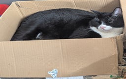 Mixed Breed cats for sale: Rehome cat - Image 2