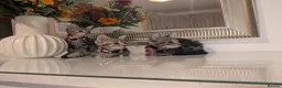 Mixed Breed cats for sale: Adorable kittens in London(SE18)😻😍😻 - Advert 20