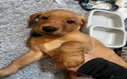 Labrador Retriever dogs for sale: KC Registered Fox Red Labrador Puppies - Image 15