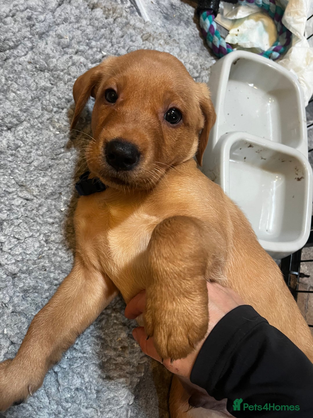 Labrador Retriever dogs for sale: KC Registered Fox Red Labrador Puppies - Image 15
