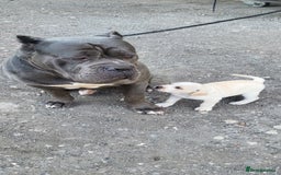Mixed Breed dogs for sale: Ready to collect – Cane Corso puppies  - Image 12