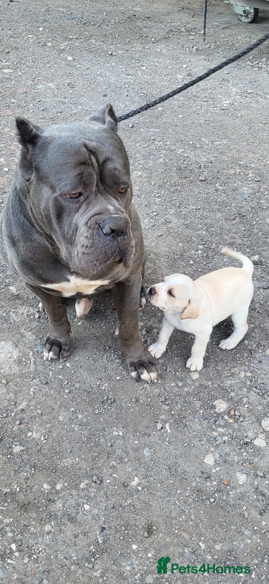 Mixed Breed dogs for sale: Ready to collect – Cane Corso puppies  - Image 12
