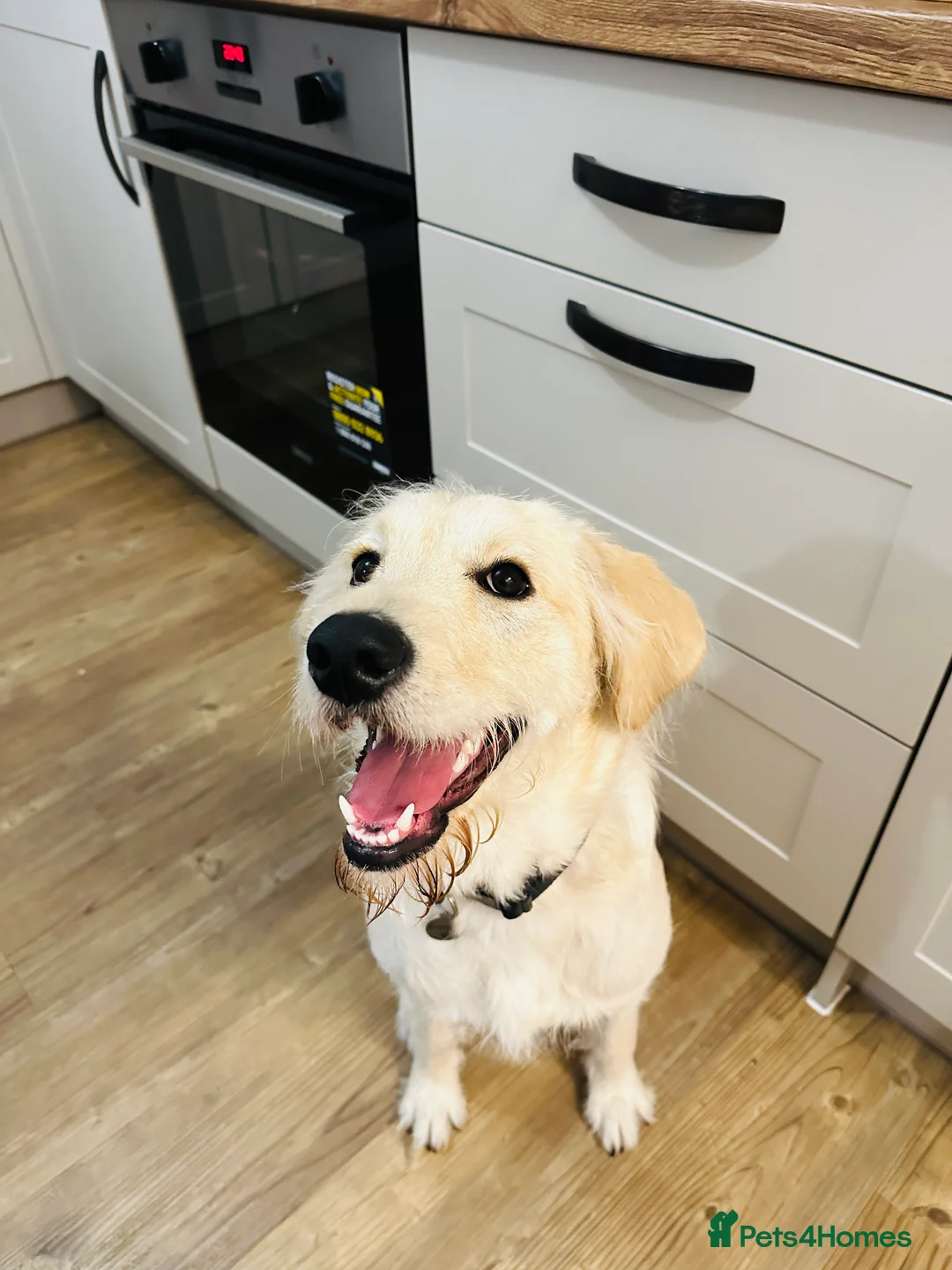 Labradoodle dogs for sale: Labradoodle 8 months - Advert 2