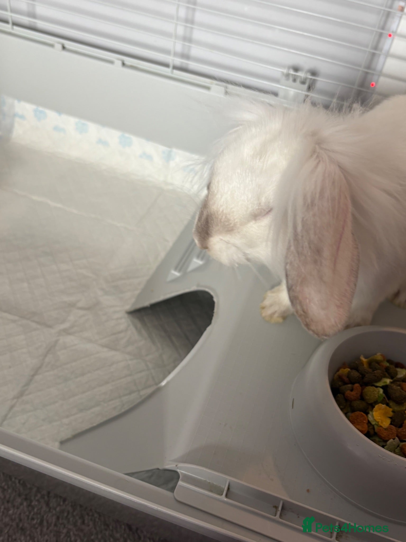 Mixed Breed rabbits Rabbit - Advert 18
