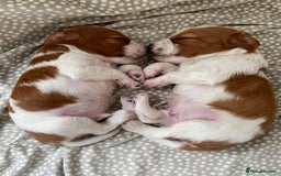 Welsh Springer Spaniel dogs for sale: One little Welsh Springer Spaniel boy!  - Image 14