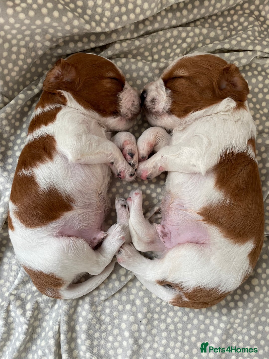 Welsh Springer Spaniel dogs for sale: One little Welsh Springer Spaniel boy!  - Image 14