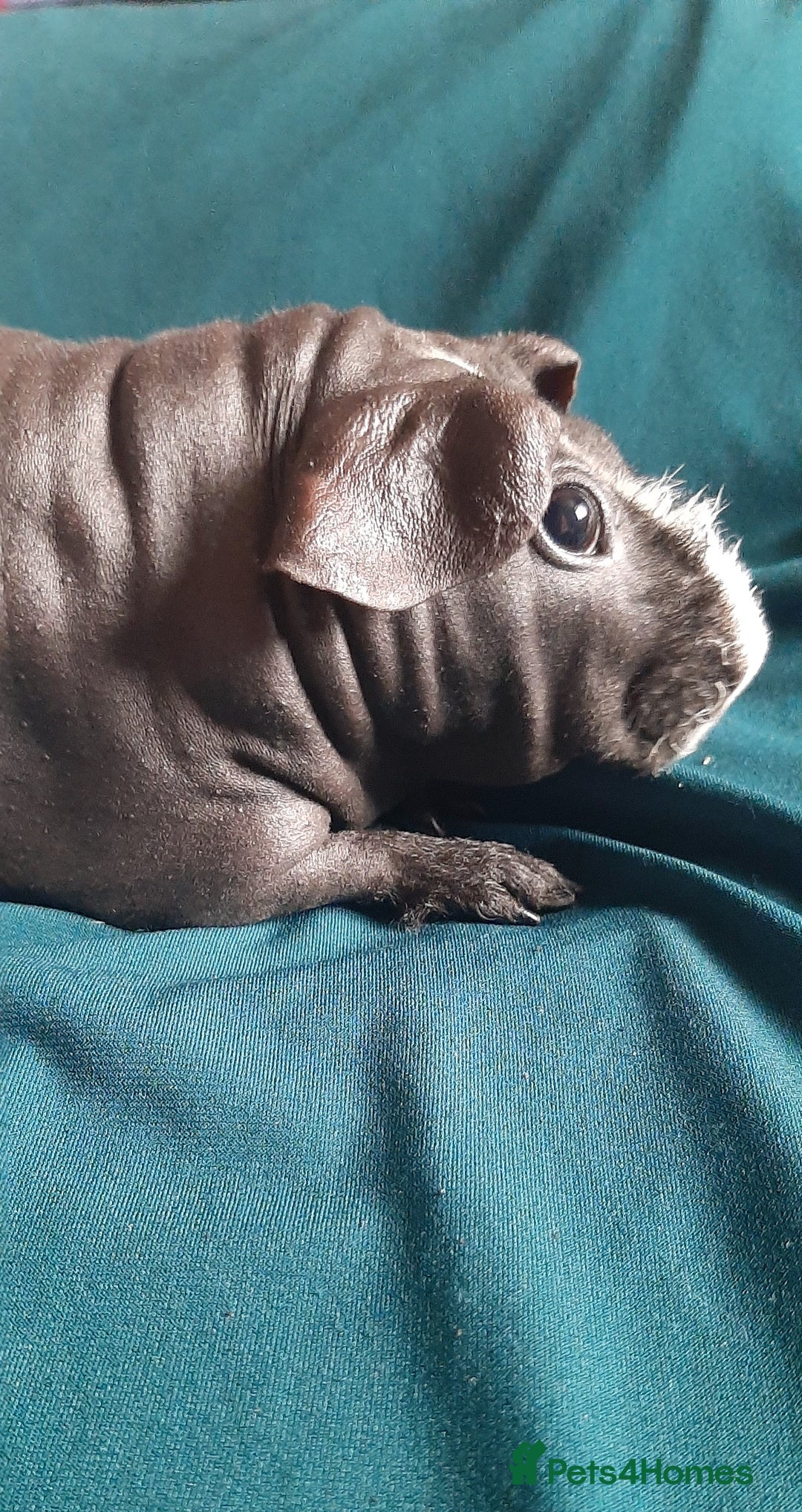 Guinea Pig rodents for sale: Skinny pig female available. - Image 4