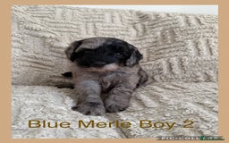Cockapoo dogs for sale: Stunning F1B Merle Cockapoo Puppies!!!! - Image 5
