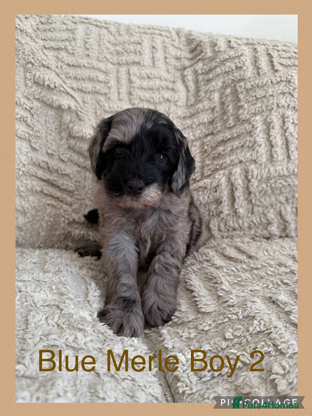 Cockapoo dogs for sale: Stunning F1B Merle Cockapoo Puppies!!!! - Image 5